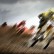 UK Motocross Championship to be decided in last race
